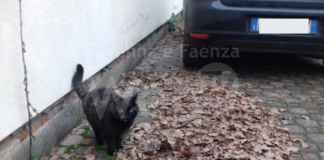 Gattina “sfrattata” dal parcheggio, l’Enpa “Vergognoso lasciare al freddo una povera creatura”