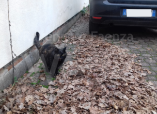 Gattina “sfrattata” dal parcheggio, l’Enpa “Vergognoso lasciare al freddo una povera creatura”