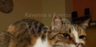 Gatta di 26 anni scomparsa, l’appello della proprietaria per ritrovarla