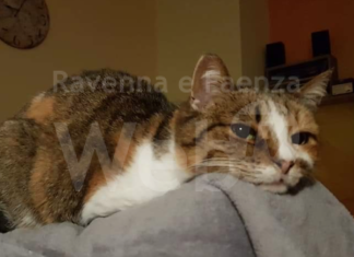 Gatta di 26 anni scomparsa, l’appello della proprietaria per ritrovarla