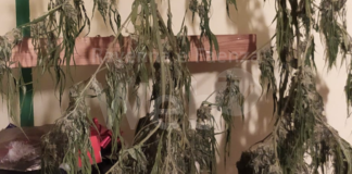 Droga, la Polizia arresta un coltivatore di marijuana