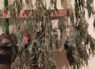 Droga, la Polizia arresta un coltivatore di marijuana