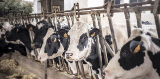 Agricoltura: via libera in Assemblea Legislativa allo stanziamento immediato di 1,6 milioni di euro per il comparto zootecnico