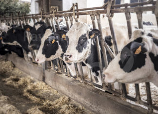 Ucraina, Prandini (Coldiretti): 21mila allevamenti a rischio