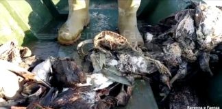 Valle della Canna, proseguono gli interventi per scongiurare il ripetersi della strage di uccelli