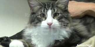 È nata A.M.A. Faenza, associazione nata per prendersi cura dei gatti. Obiettivo: creare un’oasi