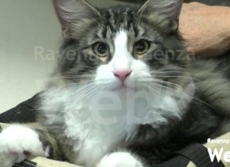 È nata A.M.A. Faenza, associazione nata per prendersi cura dei gatti. Obiettivo: creare un’oasi