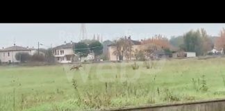 Avvistato un lupo nella zona della Lotras. Sulle sue tracce gli esperti del Parco della Vena del Gesso