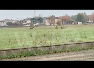 Avvistato un lupo nella zona della Lotras. Sulle sue tracce gli esperti del Parco della Vena del Gesso