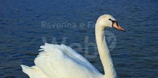 Bracconieri uccidono un cigno reale, specie protetta: indaga la Polizia Provinciale