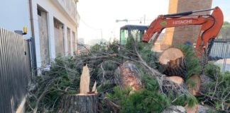 Cervia, Italia Nostra: “Addio all’ultimo pino in destra Canale. Perché?”