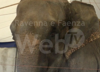 Elefantessa abbandonata in una discarica in Francia, il Safari Ravenna è disponibile ad accoglierla