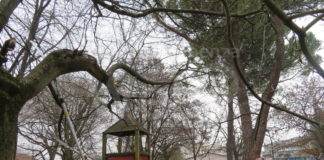 I professionisti del verde dell’Unione in addestramento a Faenza