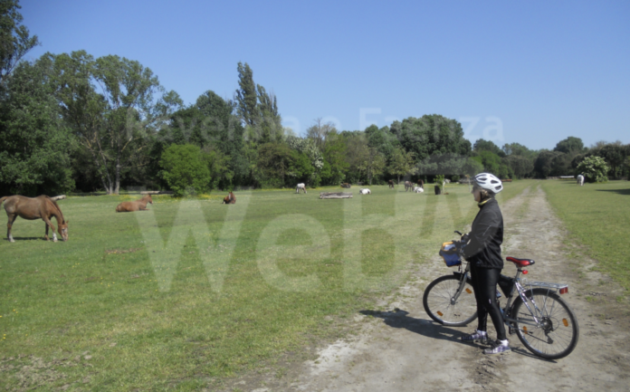 Schermata 2021-01-21 alle 14.19.40