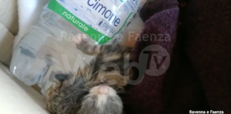 L’Enpa cerca volontari per aiutare gli animali in difficoltà e lancia l’allarme: “Scorte di cibo sotto il livello di guardia”