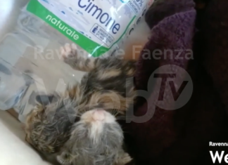 L’Enpa cerca volontari per aiutare gli animali in difficoltà e lancia l’allarme: “Scorte di cibo sotto il livello di guardia”