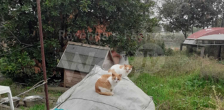 Gatti abbandonati in valle, una volontaria dell’Enpa porta loro cibo e acque a bordo di una barca