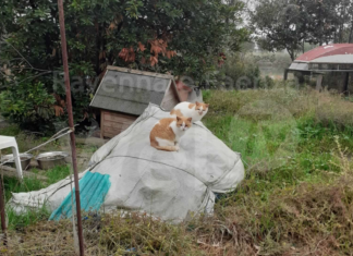 Gatti abbandonati in valle, una volontaria dell’Enpa porta loro cibo e acque a bordo di una barca