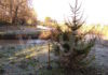 Bagnacavallo: “Natale sempreverde” in una settimana sette abeti donati dai cittadini per essere messi a dimora