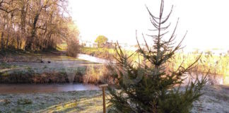 Bagnacavallo: “Natale sempreverde” in una settimana sette abeti donati dai cittadini per essere messi a dimora