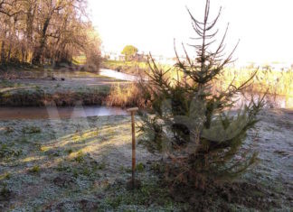 Bagnacavallo: “Natale sempreverde” in una settimana sette abeti donati dai cittadini per essere messi a dimora