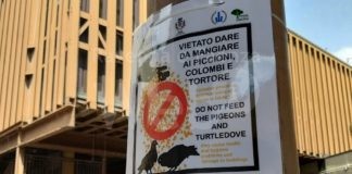 Multe a chi distribuisce da mangiare ai piccioni, sanzionati tre faentini