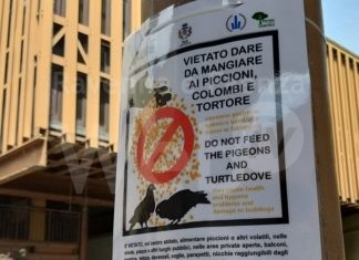 Multe a chi distribuisce da mangiare ai piccioni, sanzionati tre faentini