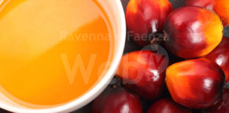 L’allarme di Legambiente: “Uso scorretto di olio di palma e biocarburanti in diverse aziende ravennati”