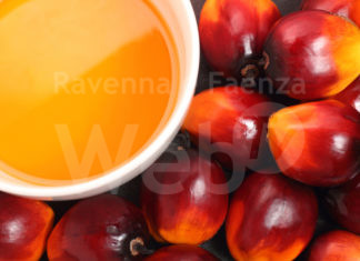 L’allarme di Legambiente: “Uso scorretto di olio di palma e biocarburanti in diverse aziende ravennati”