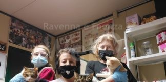 Enpa di Lugo presenta il proprio bilancio 2020. 902 i gatti assistiti e curati