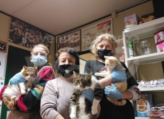 Enpa di Lugo presenta il proprio bilancio 2020. 902 i gatti assistiti e curati