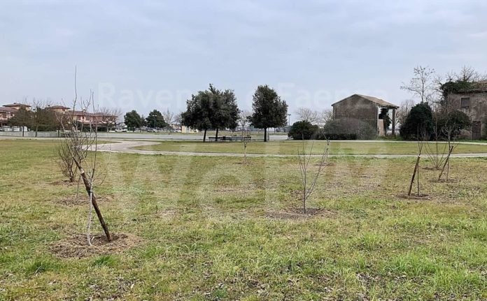 Nuove piante al Parco Berardi (2)