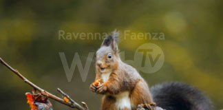 Bagnacavallo: il Podere Pantaleone riapre alle visite guidate