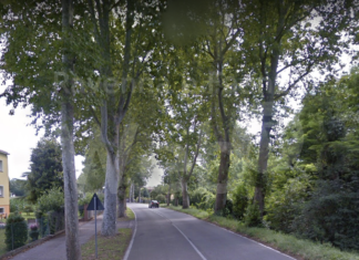 Lugo: in programma la potatura dei platani di viale Dante