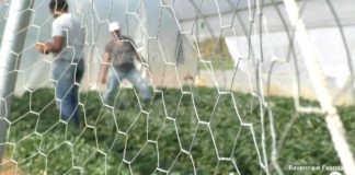 Ultimi giorni per iscriversi ai progetti di Servizio Civile di Confcooperative