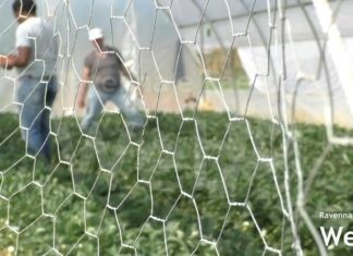 Ultimi giorni per iscriversi ai progetti di Servizio Civile di Confcooperative