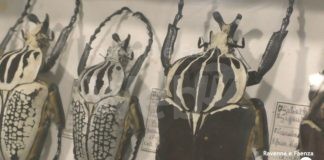 Riapre il Museo di Scienze Naturali di Faenza: in esposizione i colori e le forme uniche dei coleotteri