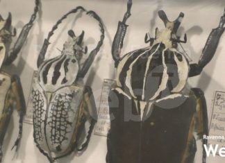 Riapre il Museo di Scienze Naturali di Faenza: in esposizione i colori e le forme uniche dei coleotteri