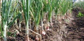 Cipolle, Coldiretti: “Prezzi pazzi nella GDO ma gli agricoltori non rientrano nemmeno nei costi di produzione”