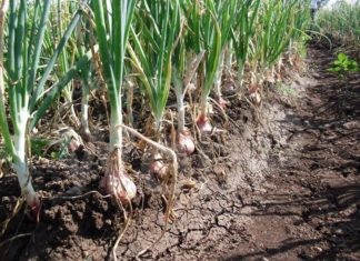 Cipolle, Coldiretti: “Prezzi pazzi nella GDO ma gli agricoltori non rientrano nemmeno nei costi di produzione”