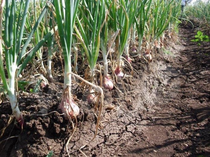 raccolta-cipolle_NG1
