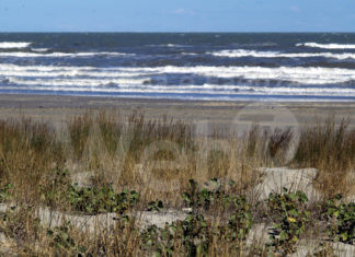 Giornata dedicata alla pulizia dei fondali marini e della pineta dalla plastica