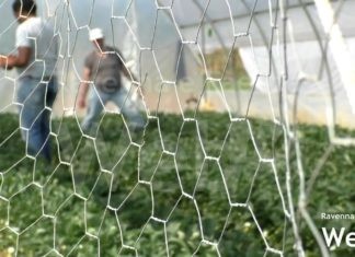 Ultimi giorni per presentare domanda per i progetti di Servizio Civile di Confcooperative | VIDEO