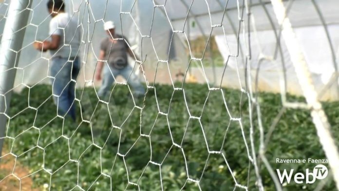 servizio civile confcooperative