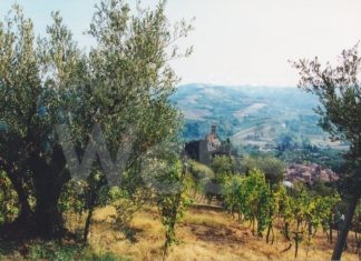 Cia: L’olivicoltura va rilanciata. Deve essere competitiva, innovativa e aperta, connessa al territorio e al mercato