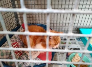 Faenza: Anziano trovato in casa senza vita accanto ai suoi gatti: era morto da quasi un mese