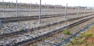 Coldiretti Ravenna: “Gelo nei campi, si teme per la tenuta dei frutteti già in fiore”