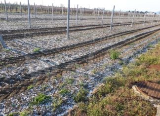 Coldiretti Ravenna: “Gelo nei campi, si teme per la tenuta dei frutteti già in fiore”