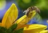 Unione: consigli utili per evitare pesticidi, quattro incontri online sull’importanza di api e altri insetti utili