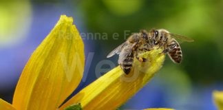 Unione: consigli utili per evitare pesticidi, quattro incontri online sull’importanza di api e altri insetti utili